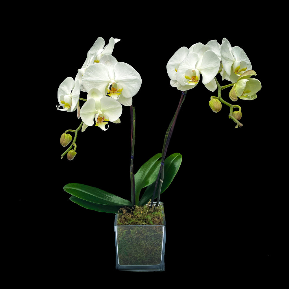 Elegant Phalaenopsis Orchid Plant